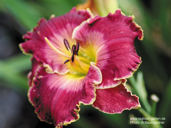 catalog/images/startseite/Moonlight Sail.jpg